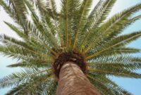 crude palm oil image